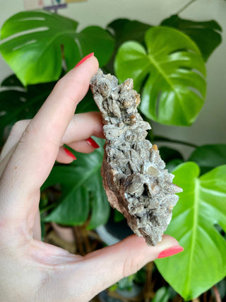 Chocolate Dogtooth Calcite with Hematite inclusions from Santa Eulalia, Mexico from Curious Muse Crystals Tagged with black, brown, calcite, chocolate calcite, clear, crystal energy, dogtooth, hide-notify-btn, mexico, reiki healing, santa eulalia
