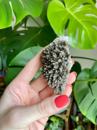 Chocolate Dogtooth Calcite with Hematite inclusions from Santa Eulalia, Mexico from Curious Muse Crystals Tagged with black, brown, calcite, chocolate calcite, clear, crystal energy, dogtooth, hide-notify-btn, mexico, reiki healing, santa eulalia