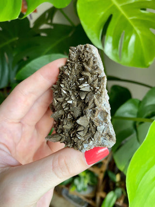 Chocolate Dogtooth Calcite with Hematite inclusions from Santa Eulalia, Mexico from Curious Muse Crystals Tagged with black, brown, calcite, chocolate calcite, clear, crystal energy, dogtooth, hide-notify-btn, mexico, reiki healing, santa eulalia