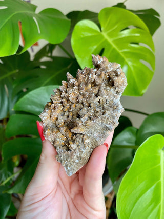 Chocolate Dogtooth Calcite with Hematite inclusions from Santa Eulalia, Mexico from Curious Muse Crystals Tagged with black, brown, calcite, chocolate calcite, clear, crystal energy, dogtooth, hide-notify-btn, mexico, reiki healing, santa eulalia