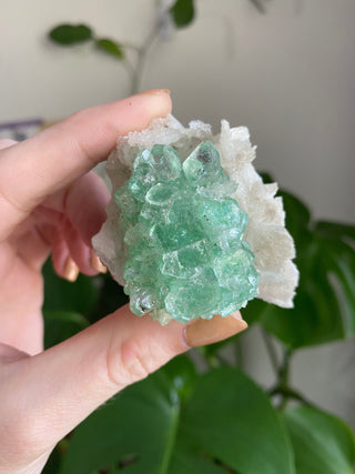 Apophyllite Flower on Stilbite | Zeolite | Old Stock from Curious Muse Crystals Tagged with apophyllite flower, clear, Crystal healing, fine mineral, genuine crystal, green, green apophyllite, high grade mineral, mineral collection, natural mineral, old stock mineral, raw mineral, reiki healing, zeolite cluster