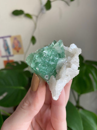 Apophyllite Flower on Stilbite | Zeolite | Old Stock from Curious Muse Crystals Tagged with apophyllite flower, clear, Crystal healing, fine mineral, genuine crystal, green, green apophyllite, high grade mineral, mineral collection, natural mineral, old stock mineral, raw mineral, reiki healing, zeolite cluster