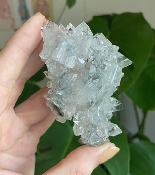 Apophyllite Stalactite | Zeolite | Old Stock from Curious Muse Crystals Tagged with apophyllite, clear, Crystal healing, fine mineral, gem grade, genuine crystal, glassy apophyllite, mineral collection, natural mineral, old stock mineral, raw mineral, reiki healing, zeolite cluster