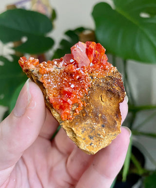 Vanadinite Cluster - Creativity & Energy from Curious Muse Crystals Tagged with bright red crystal, creativity key, genuine crystal, hide-notify-btn, Moroccan Vanadinite, red, red crystal, red hexagon crystal, red Vanadinite, sacral chakra, shadow work, vanadinite cluster