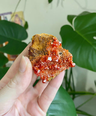 Vanadinite Cluster - Creativity & Energy from Curious Muse Crystals Tagged with bright red crystal, creativity key, genuine crystal, hide-notify-btn, Moroccan Vanadinite, red, red crystal, red hexagon crystal, red Vanadinite, sacral chakra, shadow work, vanadinite cluster