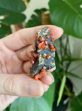 Vanadinite Cluster - Creativity & Energy from Curious Muse Crystals Tagged with bright red crystal, creativity key, genuine crystal, hide-notify-btn, Moroccan Vanadinite, red, red crystal, red hexagon crystal, red Vanadinite, sacral chakra, shadow work, vanadinite cluster