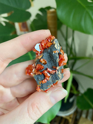 Vanadinite Cluster - Creativity & Energy from Curious Muse Crystals Tagged with bright red crystal, creativity key, genuine crystal, hide-notify-btn, Moroccan Vanadinite, red, red crystal, red hexagon crystal, red Vanadinite, sacral chakra, shadow work, vanadinite cluster