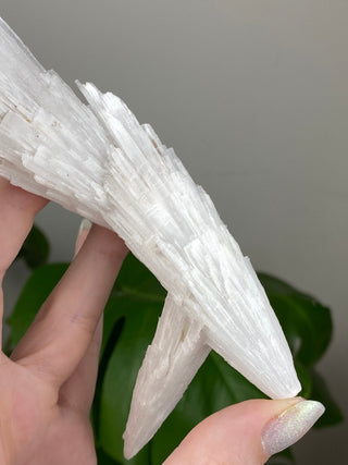 Scolecite Spray Raw Mineral - Triple Cluster - Maharashtra, India from Curious Muse Crystals Tagged with crystal energy, fine mineral, hide-notify-btn, india, raw, reiki healing, scolecite, white, zeolite