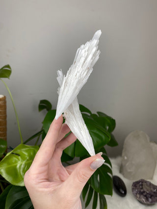 Scolecite Spray Raw Mineral - Triple Cluster - Maharashtra, India from Curious Muse Crystals Tagged with crystal energy, fine mineral, hide-notify-btn, india, raw, reiki healing, scolecite, white, zeolite