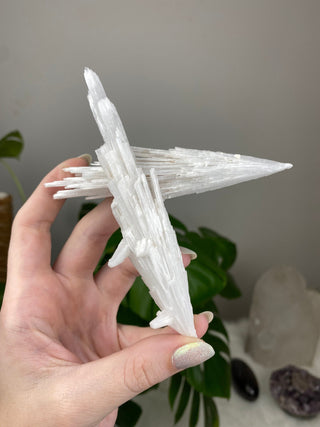 Scolecite Spray Raw Mineral - X Shape Double Cluster - Maharashtra, India from Curious Muse Crystals Tagged with crystal energy, fine mineral, hide-notify-btn, india, raw, reiki healing, scolecite, white, zeolite