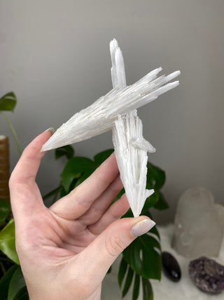 Scolecite Spray Raw Mineral - X Shape Double Cluster - Maharashtra, India from Curious Muse Crystals Tagged with crystal energy, fine mineral, hide-notify-btn, india, raw, reiki healing, scolecite, white, zeolite