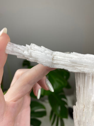 Scolecite Spray Raw Mineral - Triple Cluster - Maharashtra, India from Curious Muse Crystals Tagged with crystal energy, fine mineral, hide-notify-btn, india, raw, reiki healing, scolecite, white, zeolite