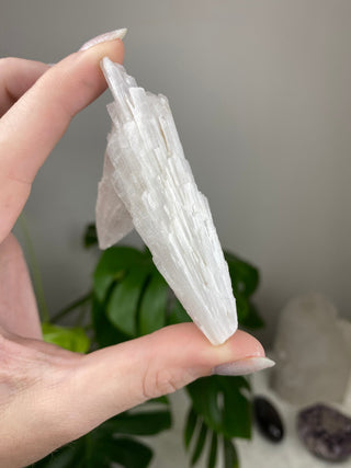 Scolecite Spray Raw Mineral - Double Cluster - Maharashtra, India from Curious Muse Crystals Tagged with crystal energy, fine mineral, hide-notify-btn, india, raw, reiki healing, scolecite, white, zeolite