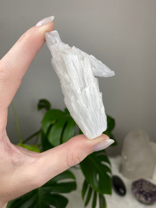 Scolecite Spray Raw Mineral - Double Cluster - Maharashtra, India from Curious Muse Crystals Tagged with crystal energy, fine mineral, hide-notify-btn, india, raw, reiki healing, scolecite, white, zeolite