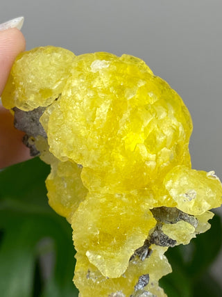 Yellow Brucite - High Grade Collector Mineral - Pakistan from Curious Muse Crystals Tagged with collector mineral, confidence stone, fine mineral, fire solar energy, hide-notify-btn, High grade brucite, Pakistani brucite, rare high end, solar plexus work, yellow, yellow crystal
