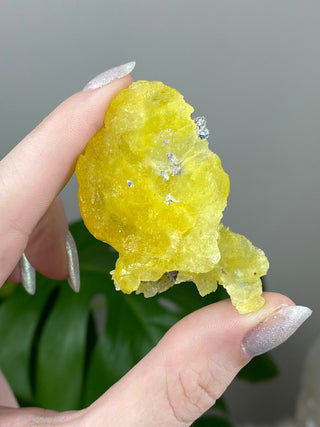 Yellow Brucite - High Grade Collector Mineral - Pakistan from Curious Muse Crystals Tagged with collector mineral, confidence stone, fine mineral, fire solar energy, hide-notify-btn, High grade brucite, Pakistani brucite, rare high end, solar plexus work, yellow, yellow crystal