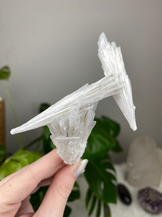 Scolecite Spray Raw Mineral - Triple Cluster - Maharashtra, India from Curious Muse Crystals Tagged with crystal energy, fine mineral, hide-notify-btn, india, raw, reiki healing, scolecite, white, zeolite