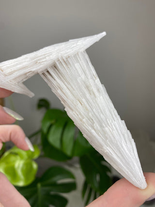 Scolecite Spray Raw Mineral - Triple Cluster - Maharashtra, India from Curious Muse Crystals Tagged with crystal energy, fine mineral, hide-notify-btn, india, raw, reiki healing, scolecite, white, zeolite