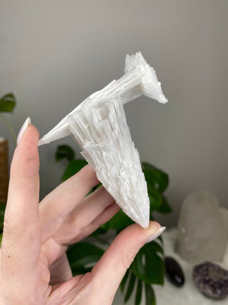 Scolecite Spray Raw Mineral - Triple Cluster - Maharashtra, India from Curious Muse Crystals Tagged with crystal energy, fine mineral, hide-notify-btn, india, raw, reiki healing, scolecite, white, zeolite