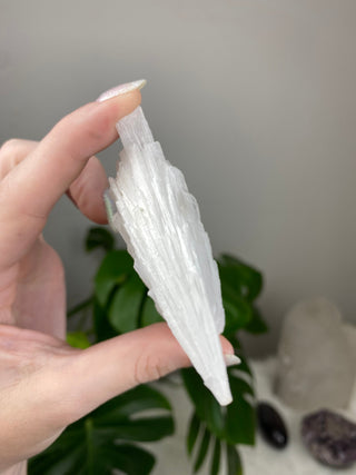 Scolecite Spray Raw Mineral - Double Cluster - Maharashtra, India from Curious Muse Crystals Tagged with crystal energy, fine mineral, hide-notify-btn, india, raw, reiki healing, scolecite, white, zeolite