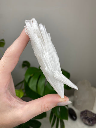 Scolecite Spray Raw Mineral - Single Spray - Maharashtra, India from Curious Muse Crystals Tagged with crystal energy, fine mineral, hide-notify-btn, india, raw, reiki healing, scolecite, white, zeolite