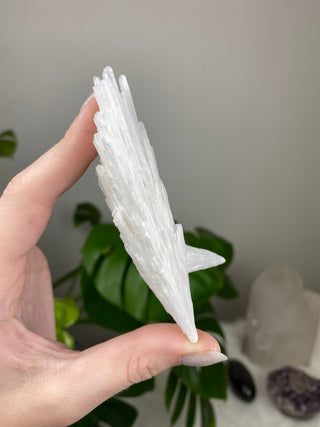 Scolecite Spray Raw Mineral - Single Spray - Maharashtra, India from Curious Muse Crystals Tagged with crystal energy, fine mineral, hide-notify-btn, india, raw, reiki healing, scolecite, white, zeolite