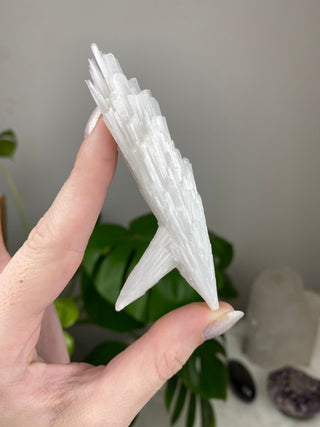 Scolecite Spray Raw Mineral - Single Spray - Maharashtra, India from Curious Muse Crystals Tagged with crystal energy, fine mineral, hide-notify-btn, india, raw, reiki healing, scolecite, white, zeolite