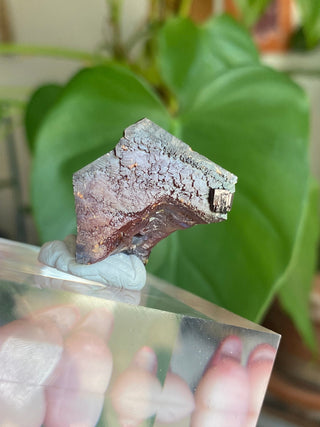 Etched Vanadinite Floater Cluster from Morocco from Curious Muse Crystals Tagged with bright red crystal, creativity key, genuine crystal, hide-notify-btn, Moroccan Vanadinite, red, red crystal, red hexagon crystal, red Vanadinite, sacral chakra, shadow work, vanadinite cluster