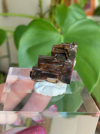 Etched Vanadinite Floater Cluster from Morocco from Curious Muse Crystals Tagged with bright red crystal, creativity key, genuine crystal, hide-notify-btn, Moroccan Vanadinite, red, red crystal, red hexagon crystal, red Vanadinite, sacral chakra, shadow work, vanadinite cluster