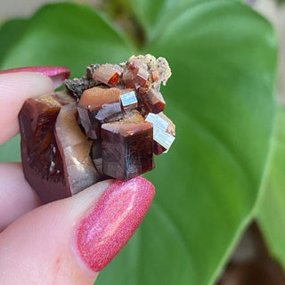Etched Vanadinite Floater Cluster from Morocco from Curious Muse Crystals Tagged with bright red crystal, creativity key, genuine crystal, hide-notify-btn, Moroccan Vanadinite, red, red crystal, red hexagon crystal, red Vanadinite, sacral chakra, shadow work, vanadinite cluster