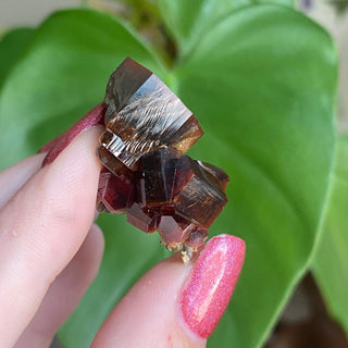 Etched Vanadinite Floater Cluster from Morocco from Curious Muse Crystals Tagged with bright red crystal, creativity key, genuine crystal, hide-notify-btn, Moroccan Vanadinite, red, red crystal, red hexagon crystal, red Vanadinite, sacral chakra, shadow work, vanadinite cluster