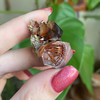 Etched Vanadinite Floater Cluster from Morocco from Curious Muse Crystals Tagged with bright red crystal, creativity key, genuine crystal, hide-notify-btn, Moroccan Vanadinite, red, red crystal, red hexagon crystal, red Vanadinite, sacral chakra, shadow work, vanadinite cluster