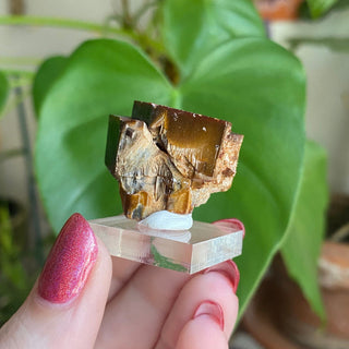 Etched Vanadinite Floater Cluster from Morocco from Curious Muse Crystals Tagged with bright red crystal, creativity key, genuine crystal, hide-notify-btn, Moroccan Vanadinite, red, red crystal, red hexagon crystal, red Vanadinite, sacral chakra, shadow work, vanadinite cluster