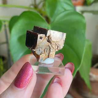 Etched Vanadinite Floater Cluster from Morocco from Curious Muse Crystals Tagged with bright red crystal, creativity key, genuine crystal, hide-notify-btn, Moroccan Vanadinite, red, red crystal, red hexagon crystal, red Vanadinite, sacral chakra, shadow work, vanadinite cluster
