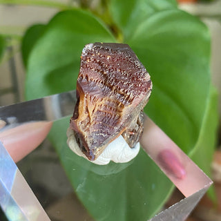 Etched Vanadinite Floater Cluster from Morocco from Curious Muse Crystals Tagged with bright red crystal, creativity key, genuine crystal, hide-notify-btn, Moroccan Vanadinite, red, red crystal, red hexagon crystal, red Vanadinite, sacral chakra, shadow work, vanadinite cluster