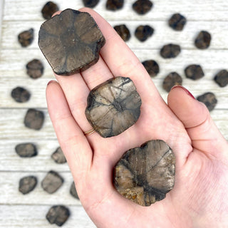 Chiastolite Polished Slice | Star Cross Crystal from Curious Muse Crystals Tagged with brown, Chiastolite star, cross star crystal, Polished Chiastolite, tumbled stone