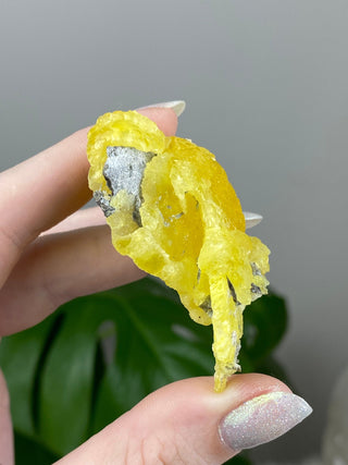 Yellow Brucite - High Grade Collector Mineral - Pakistan from Curious Muse Crystals Tagged with collector mineral, confidence stone, fine mineral, fire solar energy, hide-notify-btn, High grade brucite, Pakistani brucite, rare high end, solar plexus work, yellow, yellow crystal
