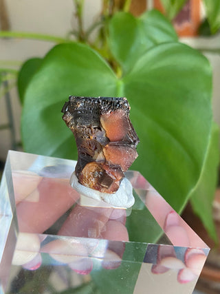 Etched Vanadinite Floater Cluster from Morocco from Curious Muse Crystals Tagged with bright red crystal, creativity key, genuine crystal, hide-notify-btn, Moroccan Vanadinite, red, red crystal, red hexagon crystal, red Vanadinite, sacral chakra, shadow work, vanadinite cluster