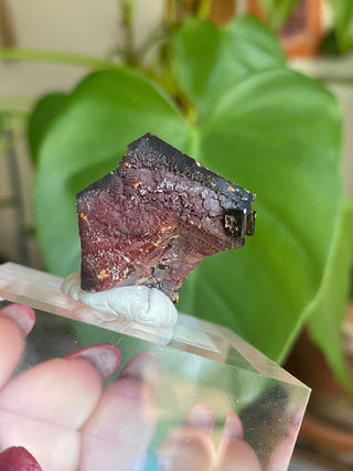 Etched Vanadinite Floater Cluster from Morocco from Curious Muse Crystals Tagged with bright red crystal, creativity key, genuine crystal, hide-notify-btn, Moroccan Vanadinite, red, red crystal, red hexagon crystal, red Vanadinite, sacral chakra, shadow work, vanadinite cluster