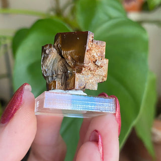 Etched Vanadinite Floater Cluster from Morocco from Curious Muse Crystals Tagged with bright red crystal, creativity key, genuine crystal, hide-notify-btn, Moroccan Vanadinite, red, red crystal, red hexagon crystal, red Vanadinite, sacral chakra, shadow work, vanadinite cluster