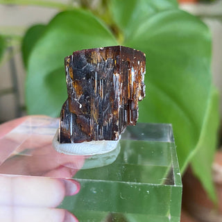 Etched Vanadinite Floater Cluster from Morocco from Curious Muse Crystals Tagged with bright red crystal, creativity key, genuine crystal, hide-notify-btn, Moroccan Vanadinite, red, red crystal, red hexagon crystal, red Vanadinite, sacral chakra, shadow work, vanadinite cluster