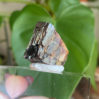 Etched Vanadinite Floater Cluster from Morocco from Curious Muse Crystals Tagged with bright red crystal, creativity key, genuine crystal, hide-notify-btn, Moroccan Vanadinite, red, red crystal, red hexagon crystal, red Vanadinite, sacral chakra, shadow work, vanadinite cluster