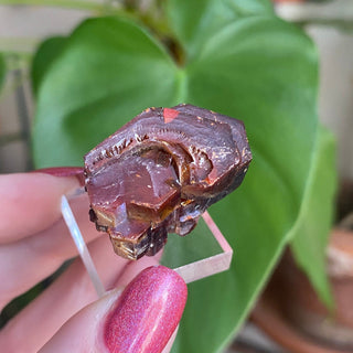 Etched Vanadinite Floater Cluster from Morocco from Curious Muse Crystals Tagged with bright red crystal, creativity key, genuine crystal, hide-notify-btn, Moroccan Vanadinite, red, red crystal, red hexagon crystal, red Vanadinite, sacral chakra, shadow work, vanadinite cluster