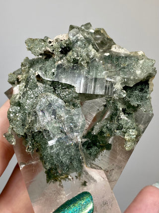 Nirvana Quartz Cluster with Green Chlorite Phantoms | High-Altitude Himalayan Crystal from Curious Muse Crystals Tagged with chlorite inclusion, clear, green, green Quartz, hand mined crystal, hide-notify-btn, high altitude quartz, High vibration stone, Himalayan Quartz, manifesting Quartz, Nirvana Quartz