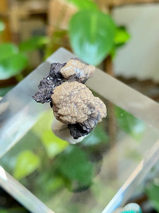 Olmiite on Manganite - Collector Mineral from N'Chwaning Mine, South Africa from Curious Muse Crystals Tagged with black, calcium manganese, Collector mineral, hide-notify-btn, High grade crystal, kalahari fields, newfound mineral, Olmiite mineral, poldervaarite, Rare mineral, Small collectible, south africa mineral