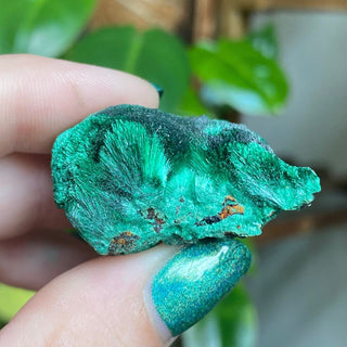 Velvet Malachite Cluster | Fibrous Green Copper Based Crystal from Curious Muse Crystals Tagged with Copper Stone, Crystal Healing, Dark Green Stone, Genuine Crystal, green, Hearth Chakra, hide-notify-btn, Malachite, Manifestation, Mineral Collection, Natural Mineral, Prosperity Wealth, Raw Mineral, Reiki Healing