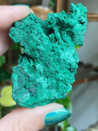 Velvet Malachite Cluster | Fibrous Green Copper Based Crystal from Curious Muse Crystals Tagged with Copper Stone, Crystal Healing, Dark Green Stone, Genuine Crystal, green, Hearth Chakra, hide-notify-btn, Malachite, Manifestation, Mineral Collection, Natural Mineral, Prosperity Wealth, Raw Mineral, Reiki Healing