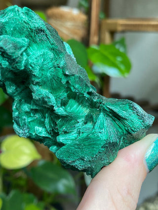 Velvet Malachite Cluster | Fibrous Green Copper Based Crystal from Curious Muse Crystals Tagged with Copper Stone, Crystal Healing, Dark Green Stone, Genuine Crystal, green, Hearth Chakra, hide-notify-btn, Malachite, Manifestation, Mineral Collection, Natural Mineral, Prosperity Wealth, Raw Mineral, Reiki Healing