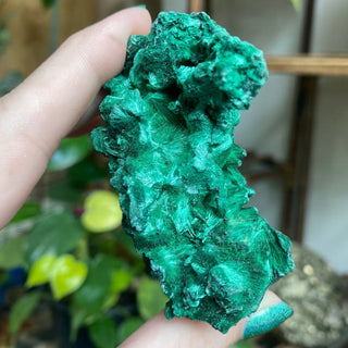 Velvet Malachite Cluster | Fibrous Green Copper Based Crystal from Curious Muse Crystals Tagged with Copper Stone, Crystal Healing, Dark Green Stone, Genuine Crystal, green, Hearth Chakra, hide-notify-btn, Malachite, Manifestation, Mineral Collection, Natural Mineral, Prosperity Wealth, Raw Mineral, Reiki Healing