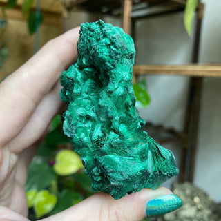 Velvet Malachite Cluster | Fibrous Green Copper Based Crystal from Curious Muse Crystals Tagged with Copper Stone, Crystal Healing, Dark Green Stone, Genuine Crystal, green, Hearth Chakra, hide-notify-btn, Malachite, Manifestation, Mineral Collection, Natural Mineral, Prosperity Wealth, Raw Mineral, Reiki Healing